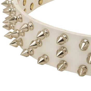 Spiked White Leather Collar for Collie Walking