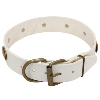 White Leather Dog Collar for Collie Stylish Walks