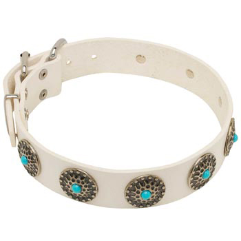Leather Dog Collar White Exclusive for   Collie Walking