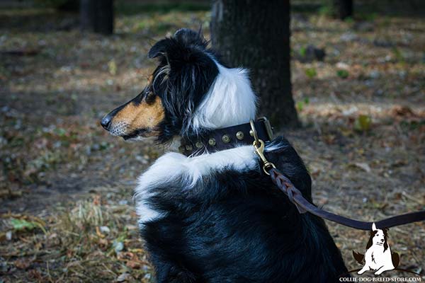 Handmade leather Collie collar with brass plated pyramids