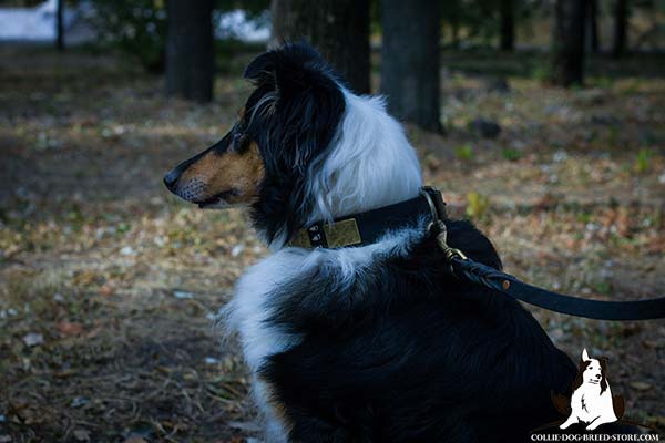 Reliable leather Collie collar with massive plates and spikes