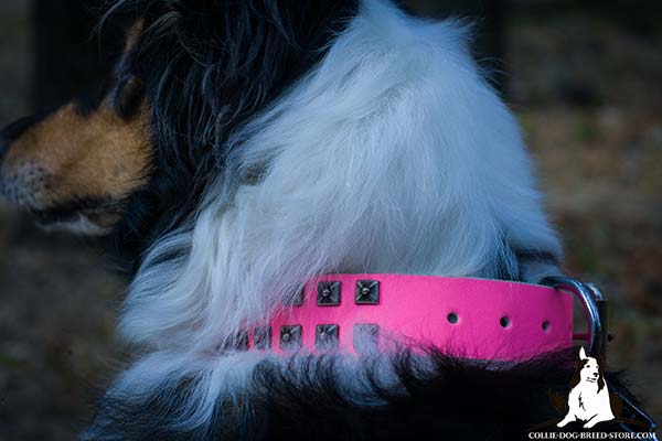 Close-up of stylish pink leather Collie collar