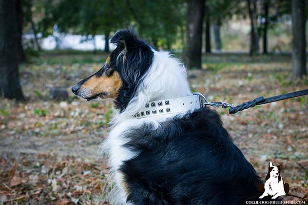 Extraordinary white leather Collie collar with square embossed studs