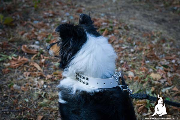 Easy-to-use white leather Collie collar with nickel plated fittings