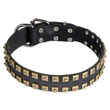 Leather Collie Collar with Firm Studs