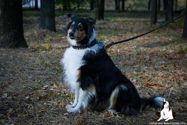 Embellished leather canine collar for Collie with 2 rows of square studs