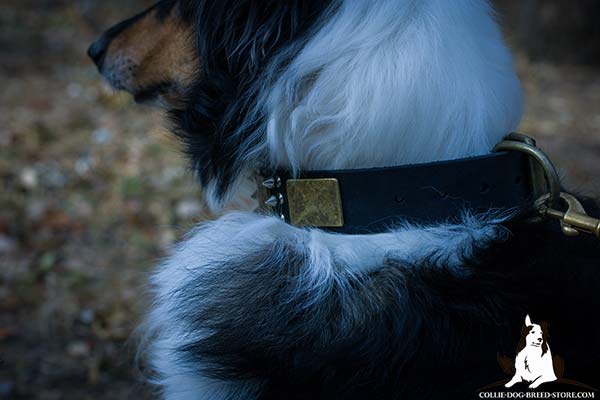 Elegant leather canine collar for Collie with rust-proof adornment