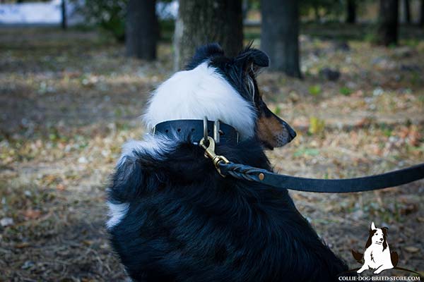 Up-to-trend leather dog collar for Collie with brass plated buckle and D-ring