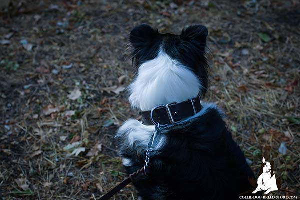 Matchless leather dog collar for Collie with nickel plated hardware