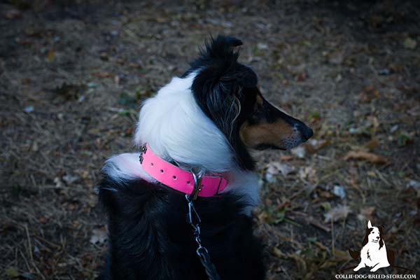Amazing pink leather dog collar for Collie with shiny rust-proof hardware