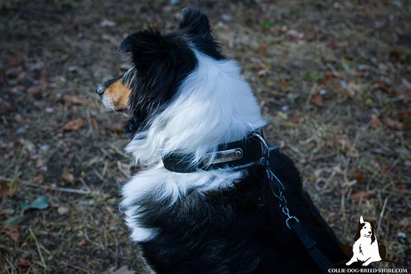 Training nylon Collie collar with name tag for quick identification