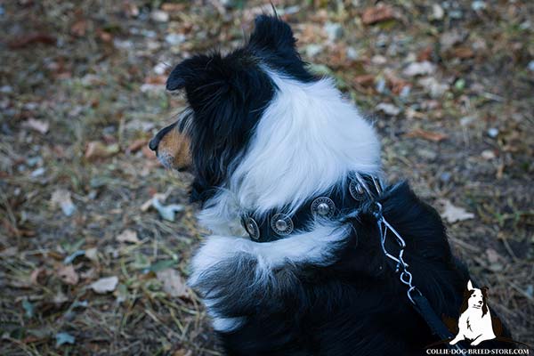 Water-resistant nylon Collie collar with nickel plated hardware