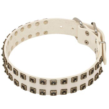Studded White Leather Dog Collar for Collie
