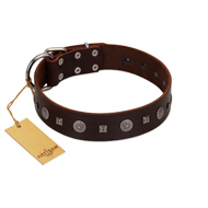 "Pure Sensation" Exclusive FDT Artisan Brown Leather Collie Collar with Fancy Brooches and Studs