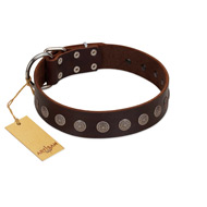 "Starry-Eyed" Best Quality FDT Artisan Brown Designer Leather Collie Collar with Small Plates