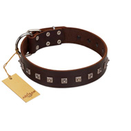 "Kingly Grace" FDT Artisan Brown Leather Collie Collar with Silver-like Dotted Studs