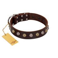 "Gape Buster" FDT Artisan Brown Leather Collie Collar with One Row of Studs