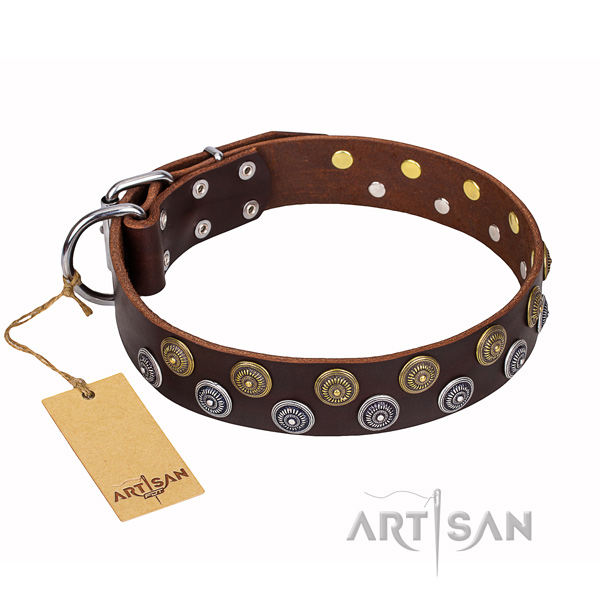 Everyday walking dog collar of fine quality full grain natural leather with decorations