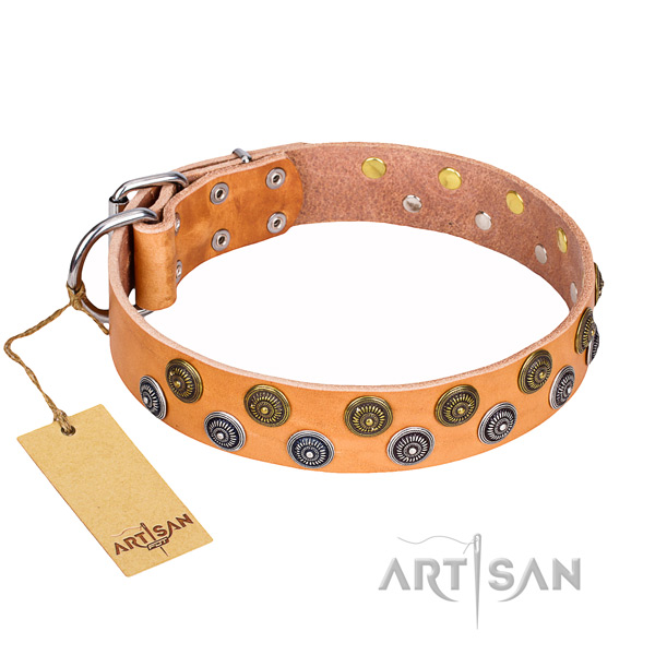 Daily use dog collar of finest quality full grain natural leather with embellishments