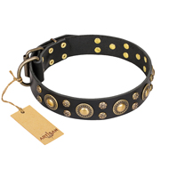 "Baroque Chic" FDT Artisan Studded Black Leather Collie Collar