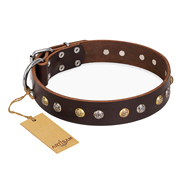 "Golden"n"Silver Luxury" FDT Artisan Leather Collie Collar with Engraved Studs
