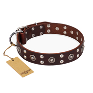 "Pirate Treasure" FDT Artisan Exciting Brown Leather Collie Collar with Studs