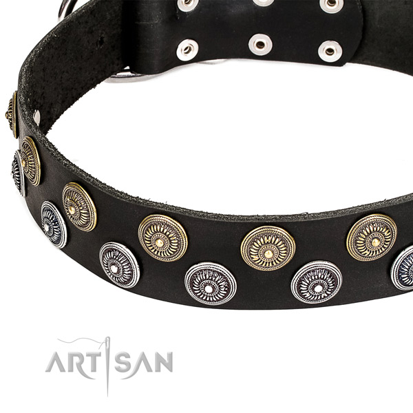 Everyday walking embellished dog collar of finest quality genuine leather