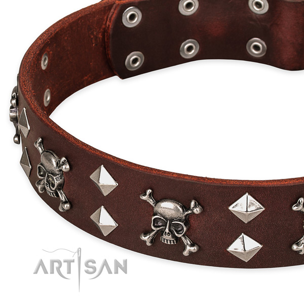Walking studded dog collar of best quality full grain leather