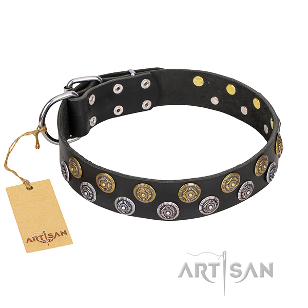 Stylish walking dog collar of high quality full grain natural leather with adornments