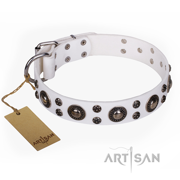 Everyday walking dog collar of finest quality full grain genuine leather with studs