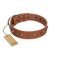 "Silver Age" Fashionable FDT Artisan Tan Leather Collie Collar with Silver-Like Studs