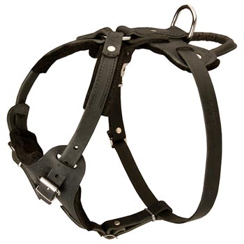 Leather Dog Harness for Collie Off Leash Training