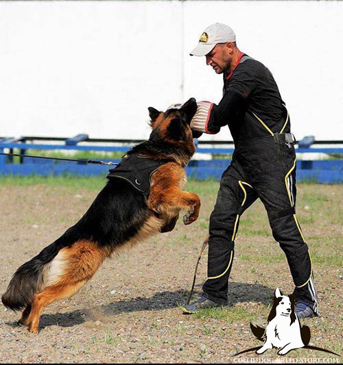 Nylon dog harness for efficient training