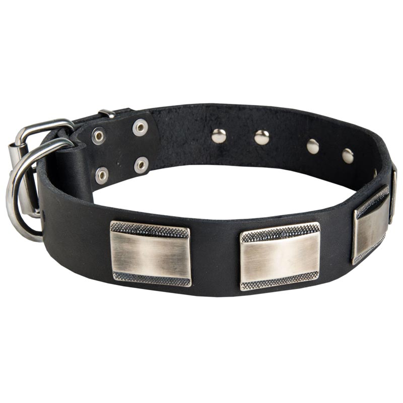 Leather Collie Collar Massive Nickel Plates - Click Image to Close