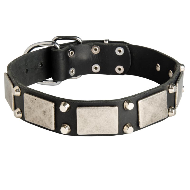 Leather Collie Collar Decorated with Nickel Cones and Plates
