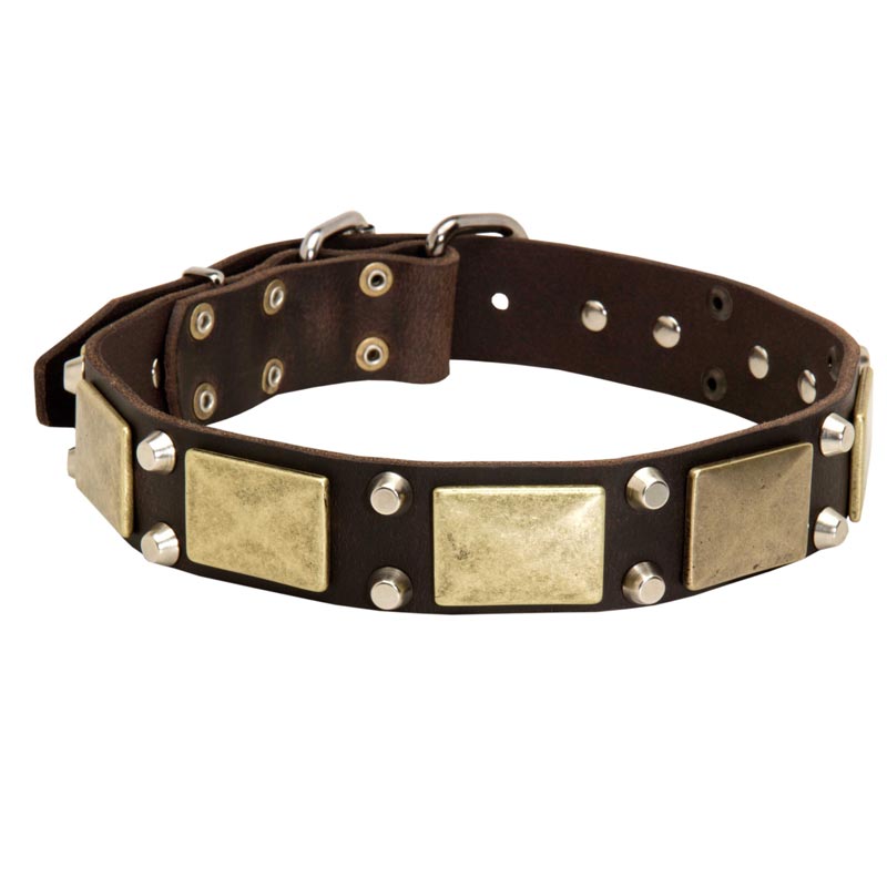 Leather Collie Collar with Studs and Plates - Click Image to Close