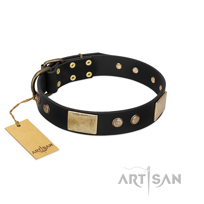 "Antique Gloss" FDT Artisan Black Leather Collie Collar with Bronze-like Plates and Small Studs