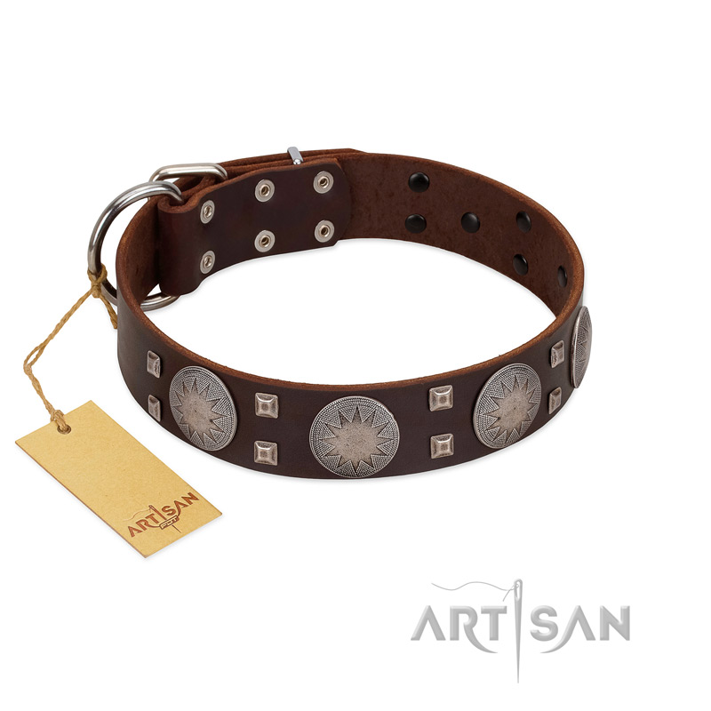 "Sun in Barchans" Modern FDT Artisan Brown Leather Collie Collar with Engraved Stars on Round Plates and Studs