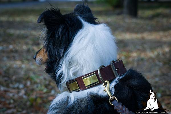 Collie leather leash with rustless brass plated hardware for any activity