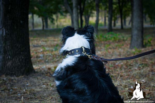 Collie leather leash with rust-resistant hardware for safe walking