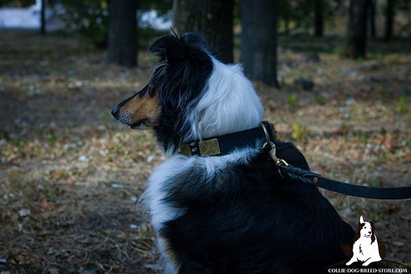 Collie leather leash of braided design with brass plated hardware for walking