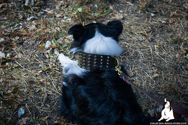 Collie leather leash with braids with handle for daily walks