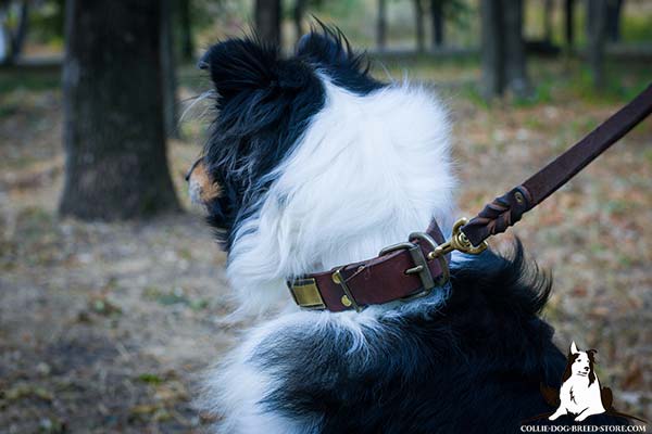 Collie leather leash of high quality hardware for safe walking