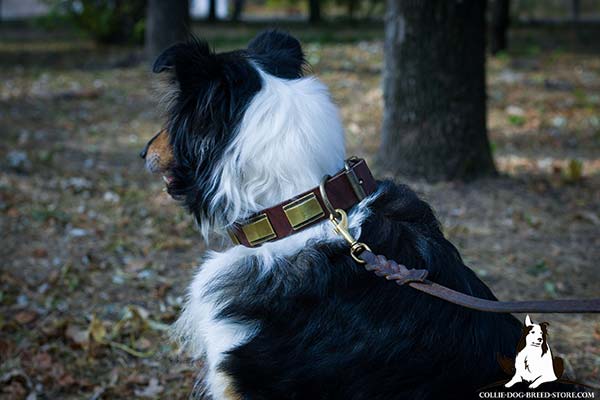 Collie leather leash with corrosion resistant hardware for daily walks