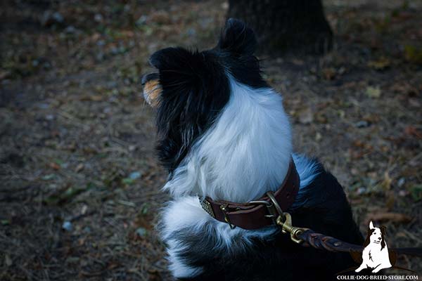 Collie leather leash with rust-proof hardware for any activity