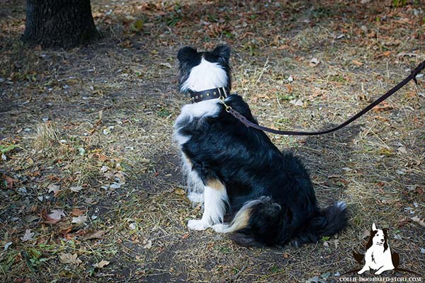 Collie leather leash with rust-proof brass plated hardware for walking