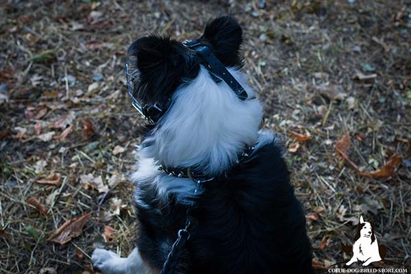 Collie wire basket muzzle padded with nickel plated hardware for daily walks