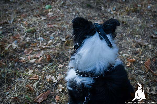 Durable metal dog muzzle for Collie