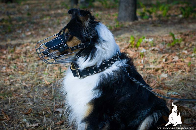 collie muzzle