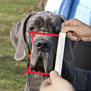 Please, easure your Newfy's muzzle height